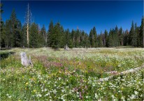 wildflower Bloom, Page Meadows, Tahoe City
